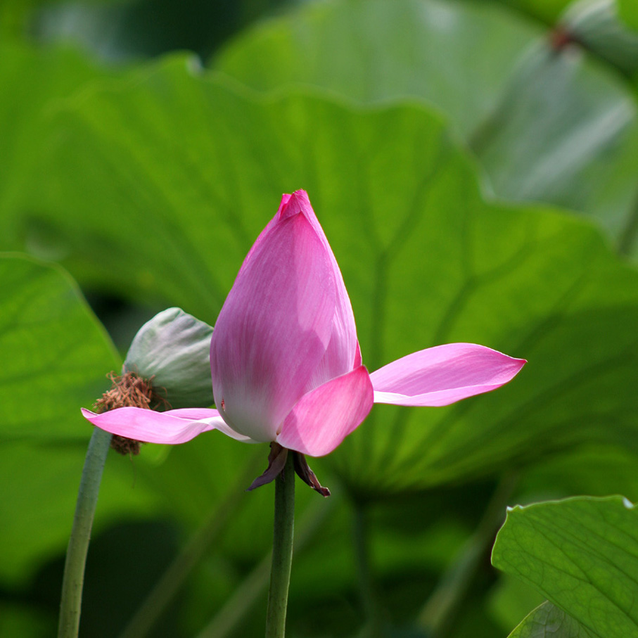 荷花 摄影 love香格里拉