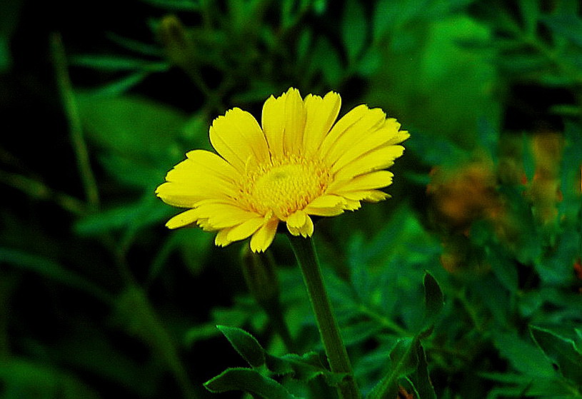 小花 摄影 爱兰居士