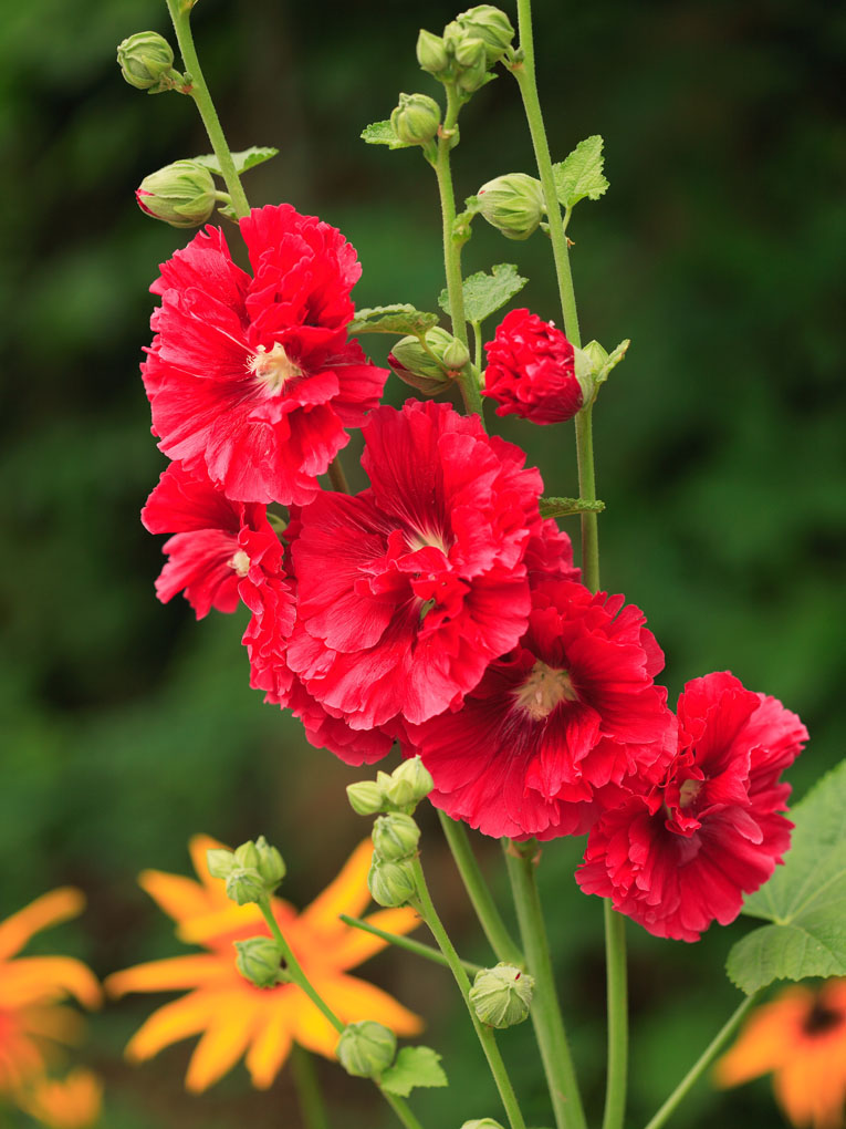 芙蓉花 摄影 拐杖