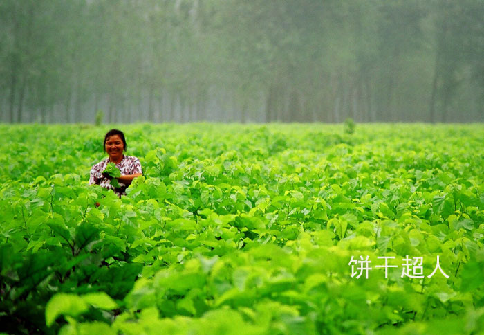 桑农 摄影 饼干超人