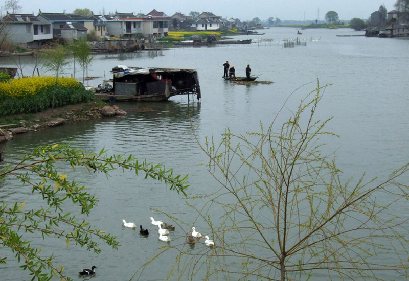 里下河小景 摄影 浮萍草