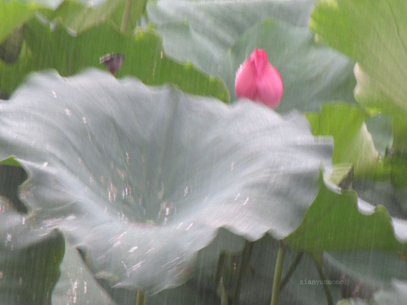 雨荷 摄影 纤云磨墨