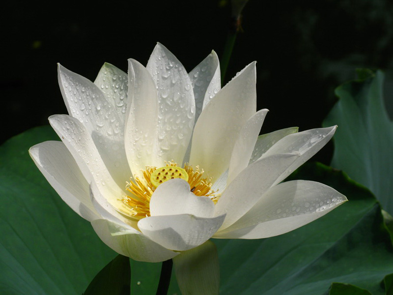 白荷 摄影 夜雨花仙