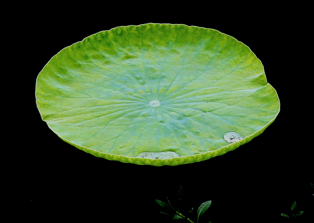 绿色生命之可爱 摄影 风雨太阳