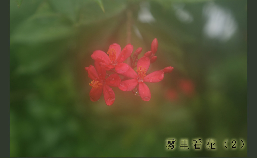 雾里看花 摄影 秦韵