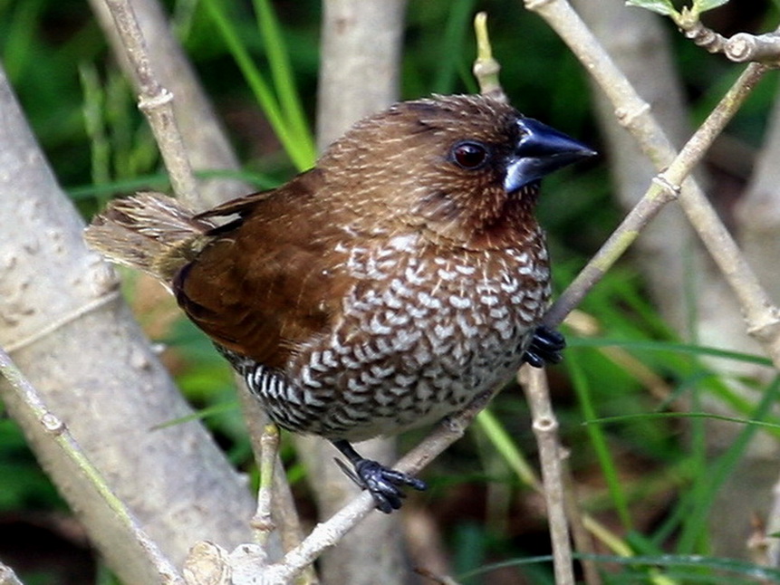 蓬间雀 摄影 sdb_8237