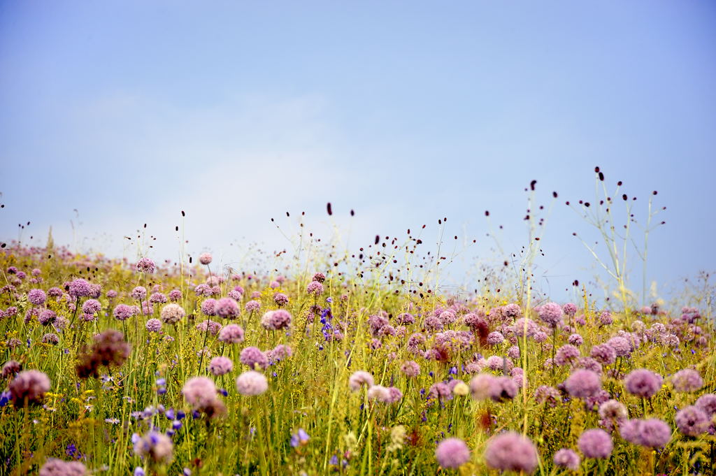 草原花海 摄影 涵舍