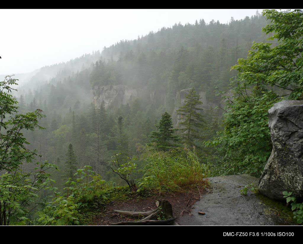 雨中的长白山地下森林 摄影 ssw