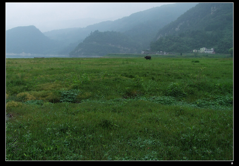 青草地 摄影 荼...