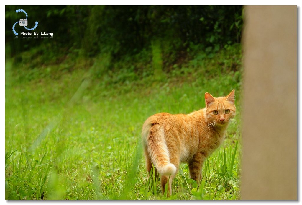 游走的猫 摄影 到处惹事的鱼