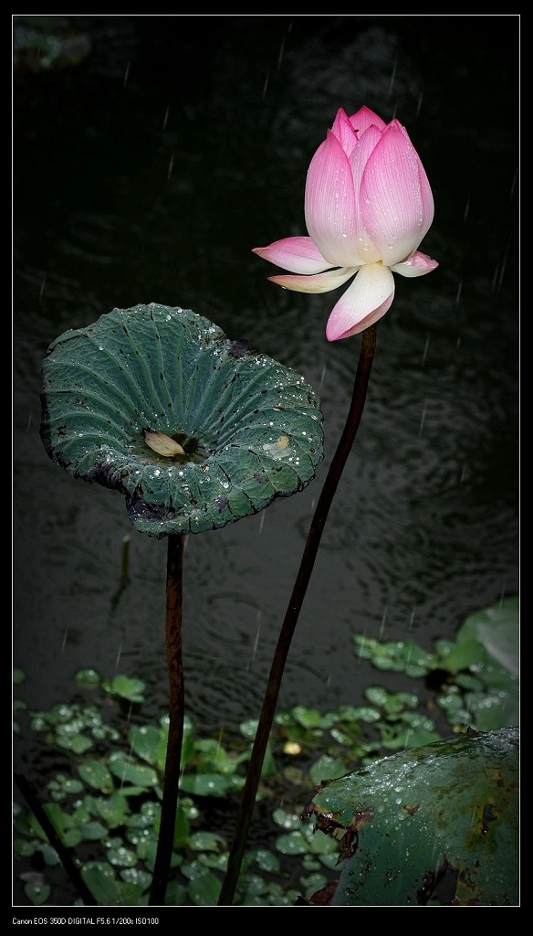 听雨 摄影 水过无痕