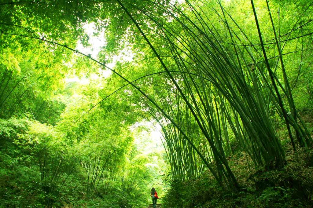 融入 摄影 小背篓