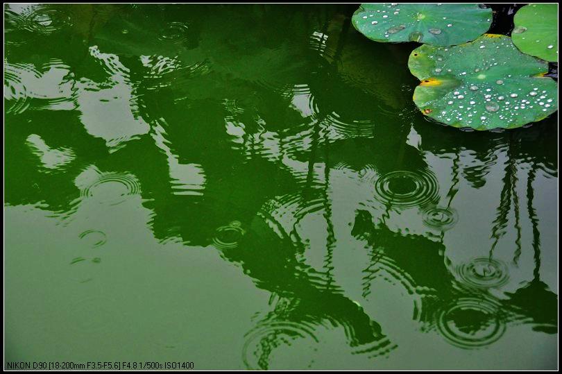 雨中荷塘 摄影 追花人