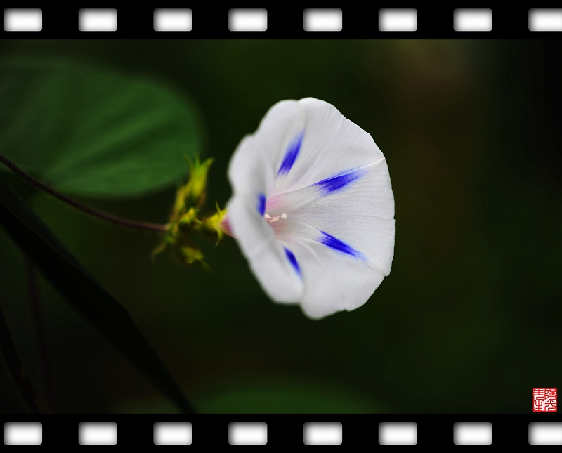 异龙湖风光 牵牛花 摄影 阳光先生