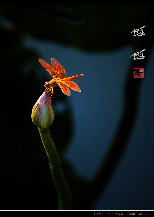 蜒蜒玉立 摄影 紫阳人家