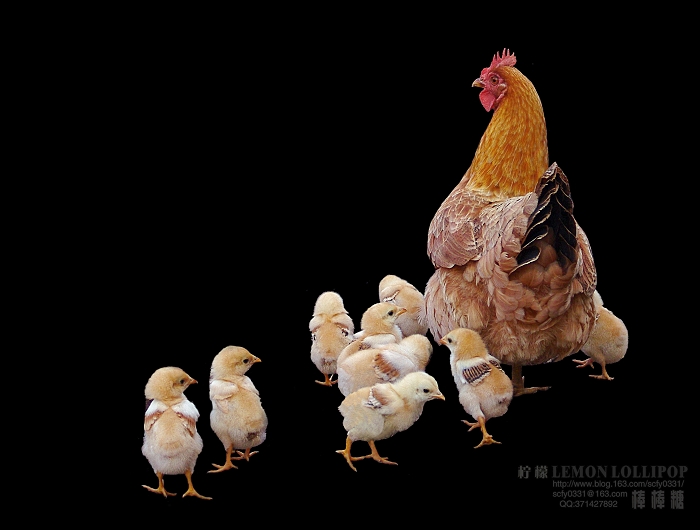 鸡妈妈和她的宝宝们(04) 摄影 柠檬棒棒糖