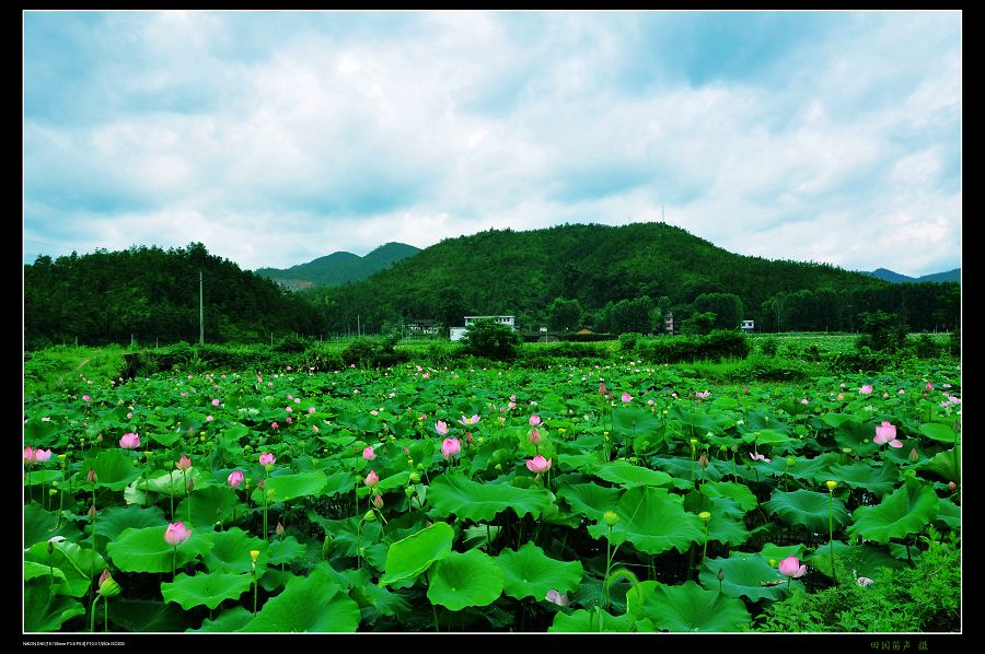 莲乡 摄影 田园笛声