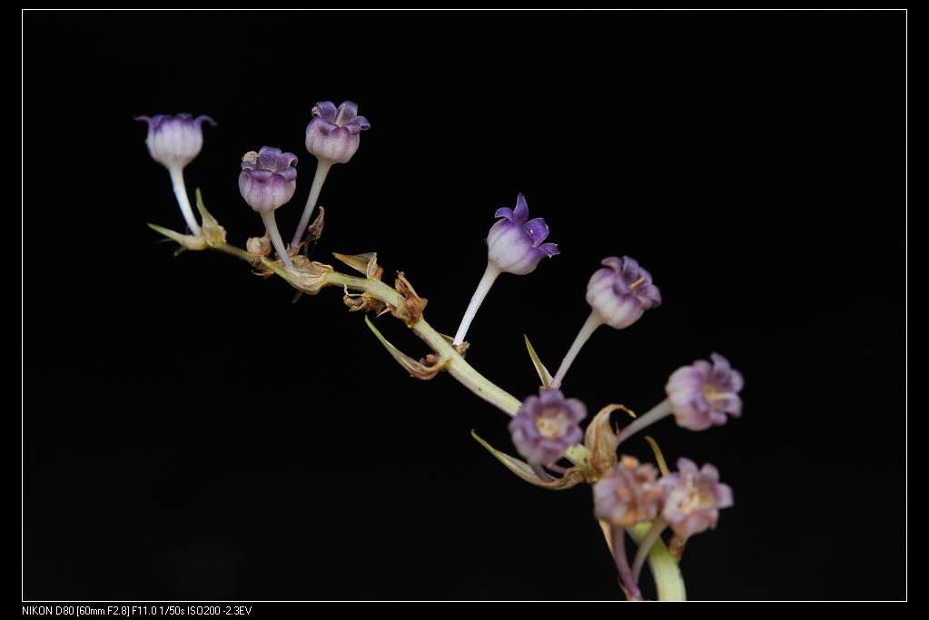 谁认得这小花 摄影 笨虾张