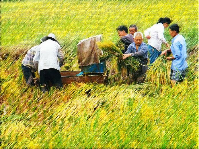 收获 摄影 卢川