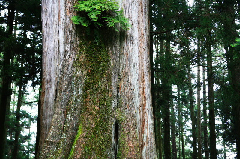 阿里山神木 摄影 成钢