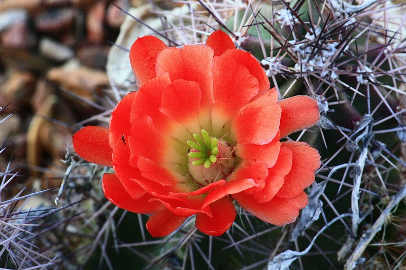 仙人掌花写真 摄影 鹿鱼