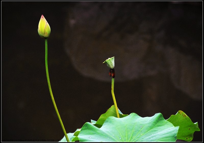 守望 摄影 追花人