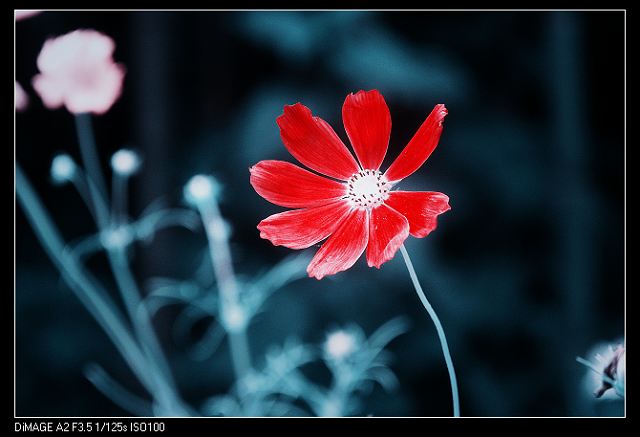 小花一朵 摄影 青龙山隐者