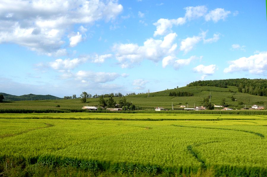 希望的田野 摄影 柳花