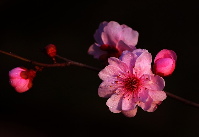 红梅花开 摄影 李荣