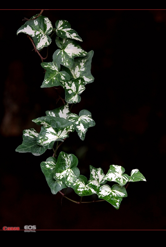 植物 摄影 小鸡看草原