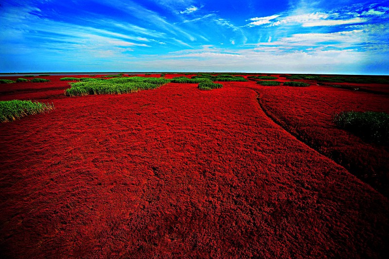 红色湿地 摄影 墨丁