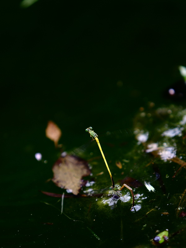 繁育 摄影 zjl97100