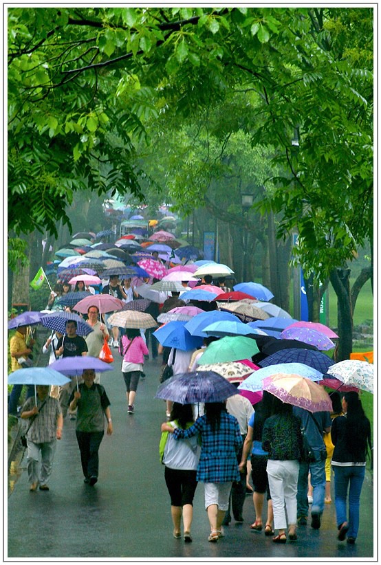 雨中即景 摄影 文竹细雨