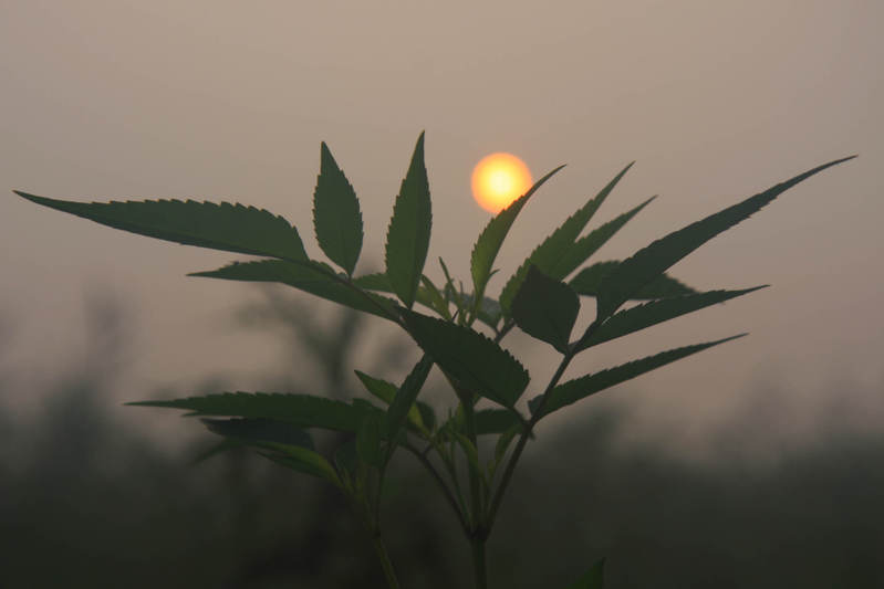 种太阳 摄影 东北人在北京