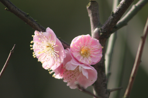 梅花 摄影 翰荣