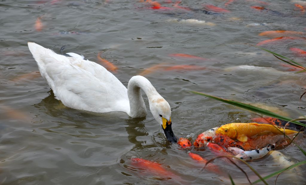 争食 摄影 永恒阳光