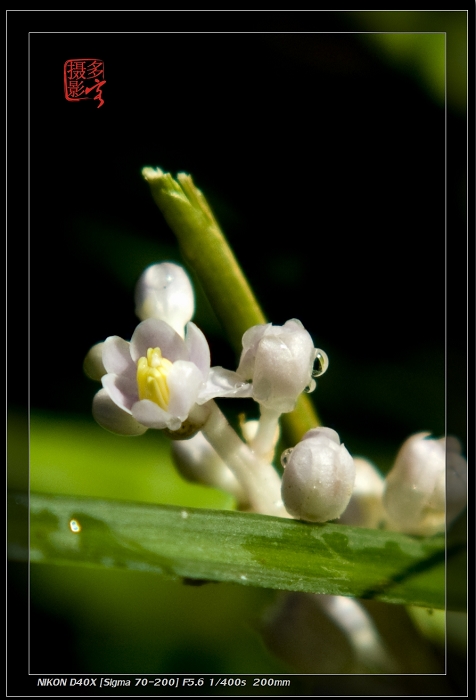 小花花 摄影 粘豆包