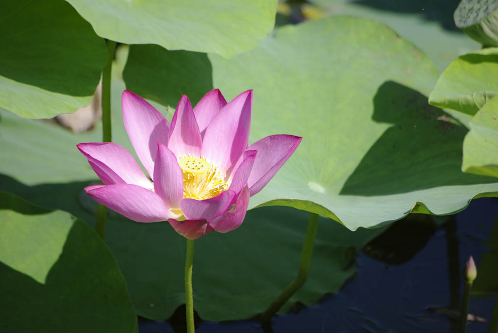 荷花 摄影 九河居士