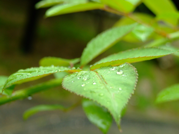 雨后 摄影 拿毛驴当脚架