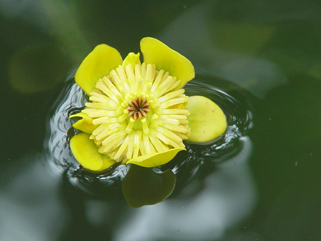 水中花 摄影 红棉