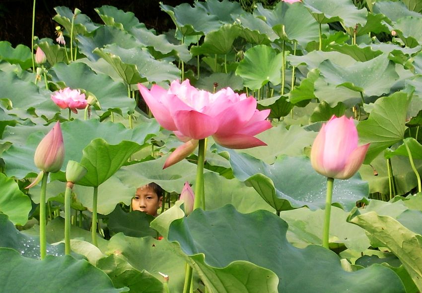 花中顽童——荷花村孩童之二 摄影 开心缘缘