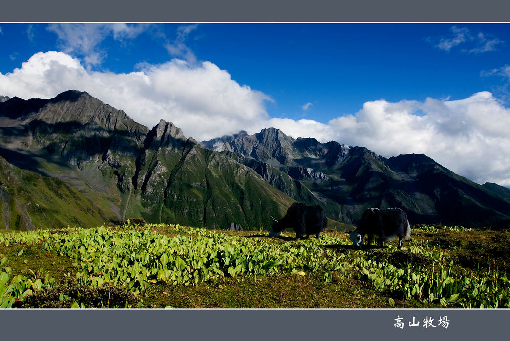 高山牧场 摄影 youzong