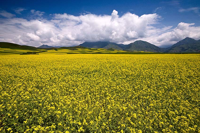 【7月·青海】 摄影 目摄苍茫