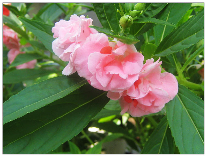 凤仙花（四） 摄影 雨林木风