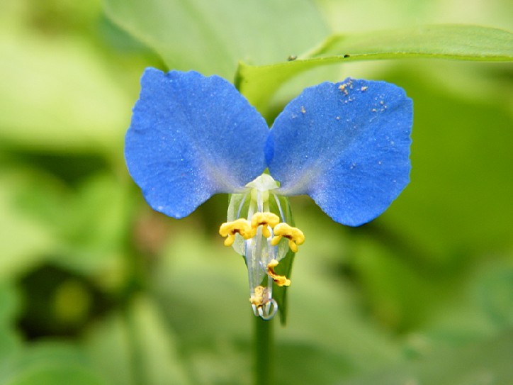 蓝色的花 摄影 于搏