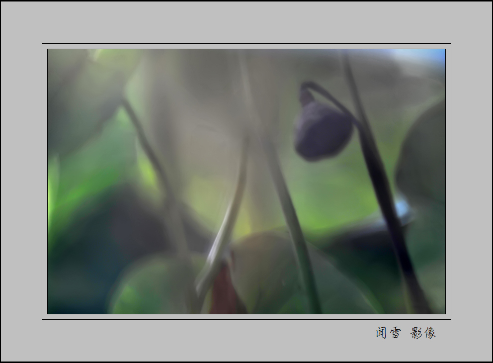 2009荷——荷梦幽幽 摄影 闻雪