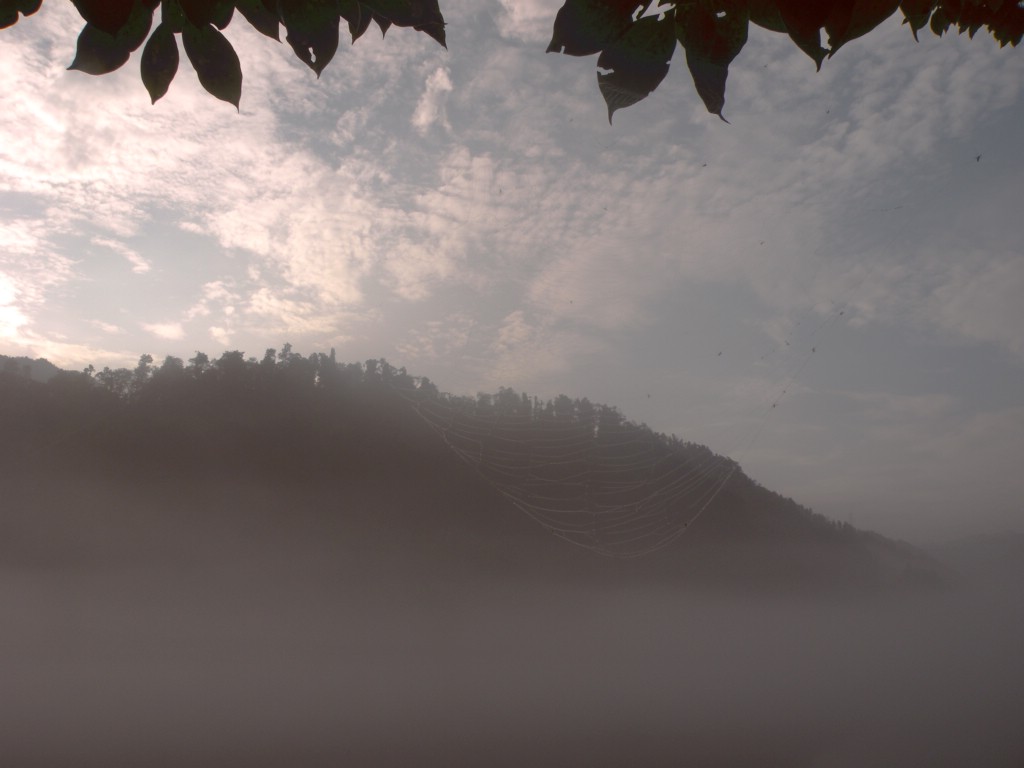 挂网 摄影 盛夏明月