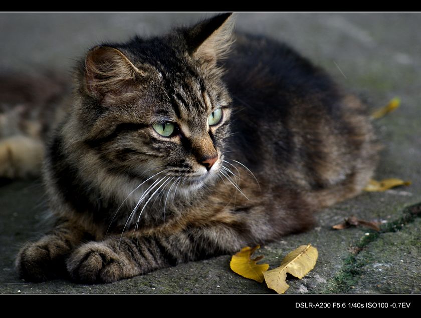 ~~流浪猫~~ 摄影 牧野之影