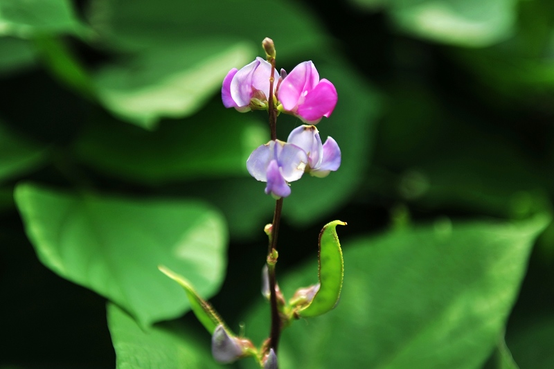 豆花 摄影 叶韵