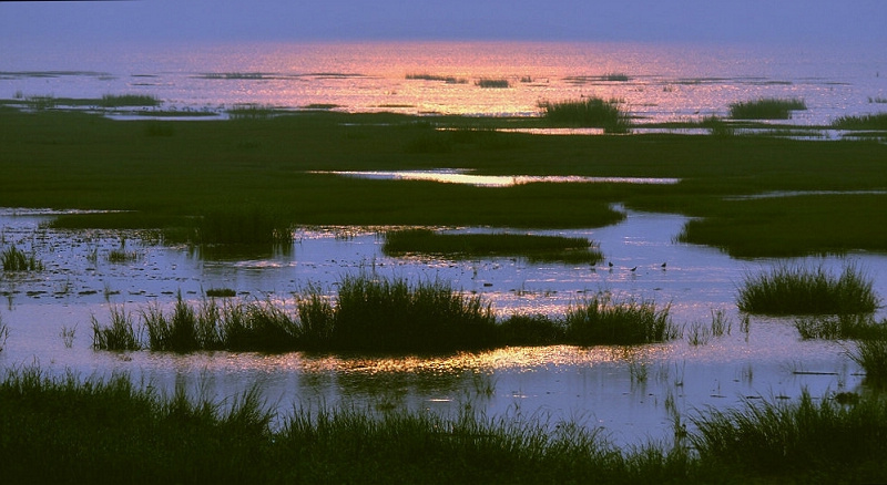 《杭州湾湿地》 摄影 空中花园.